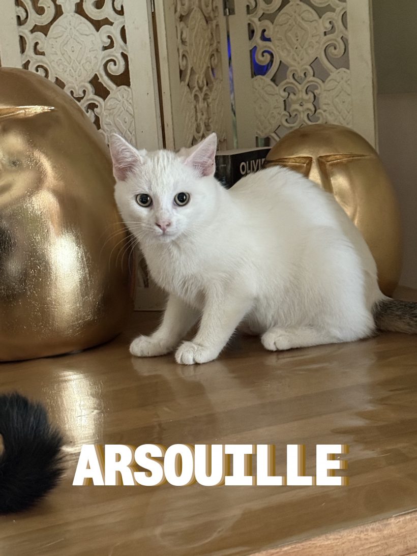 Arsouille
