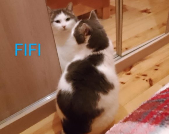 Fifi