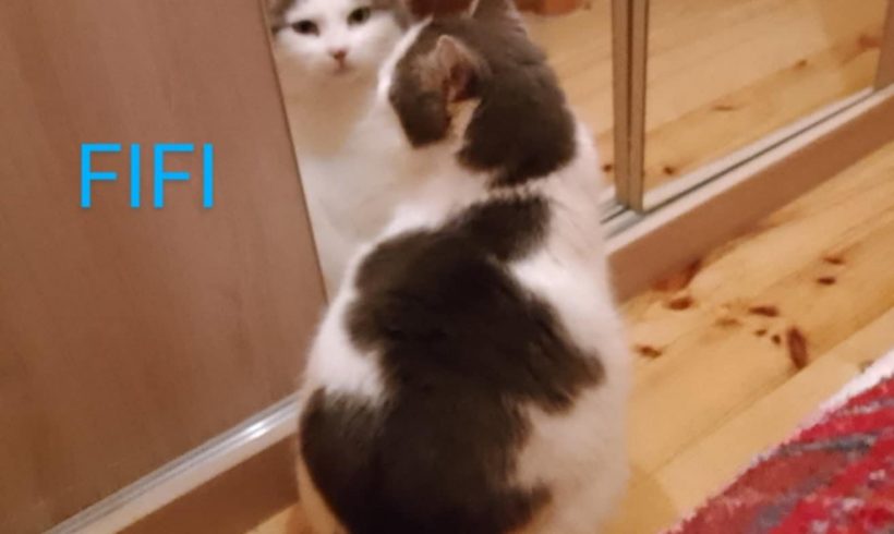 Fifi