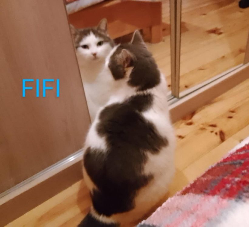 Fifi