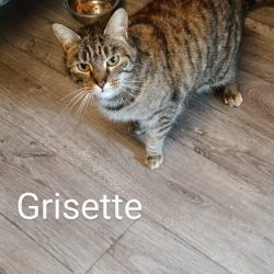 Grisette