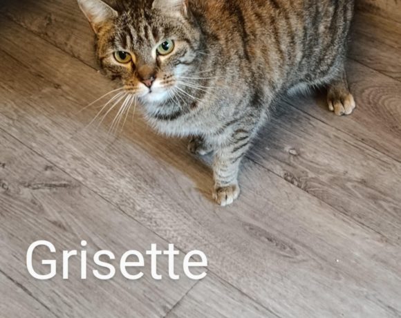 Grisette Grisette