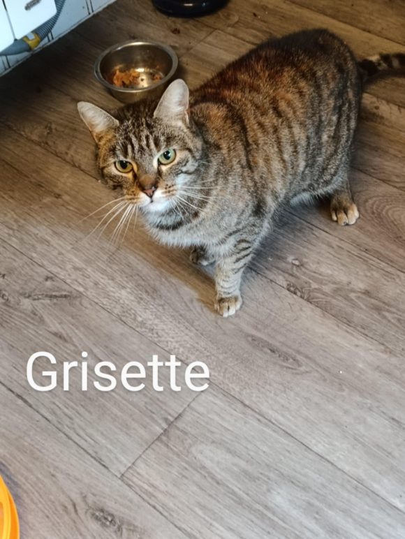 Grisette