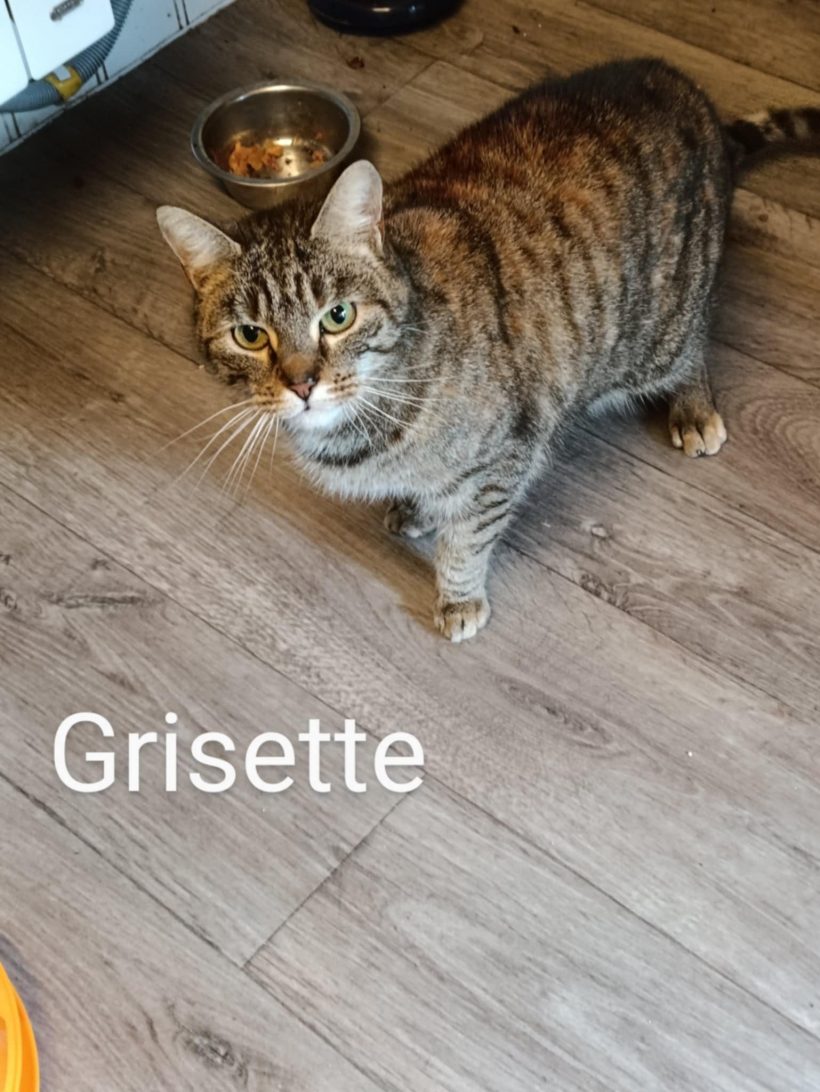 Grisette