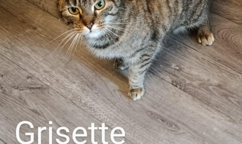 Grisette