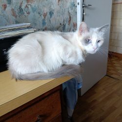 Neige