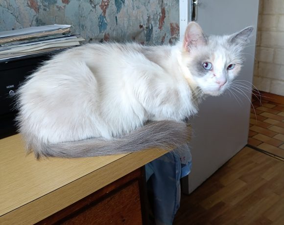 Neige
