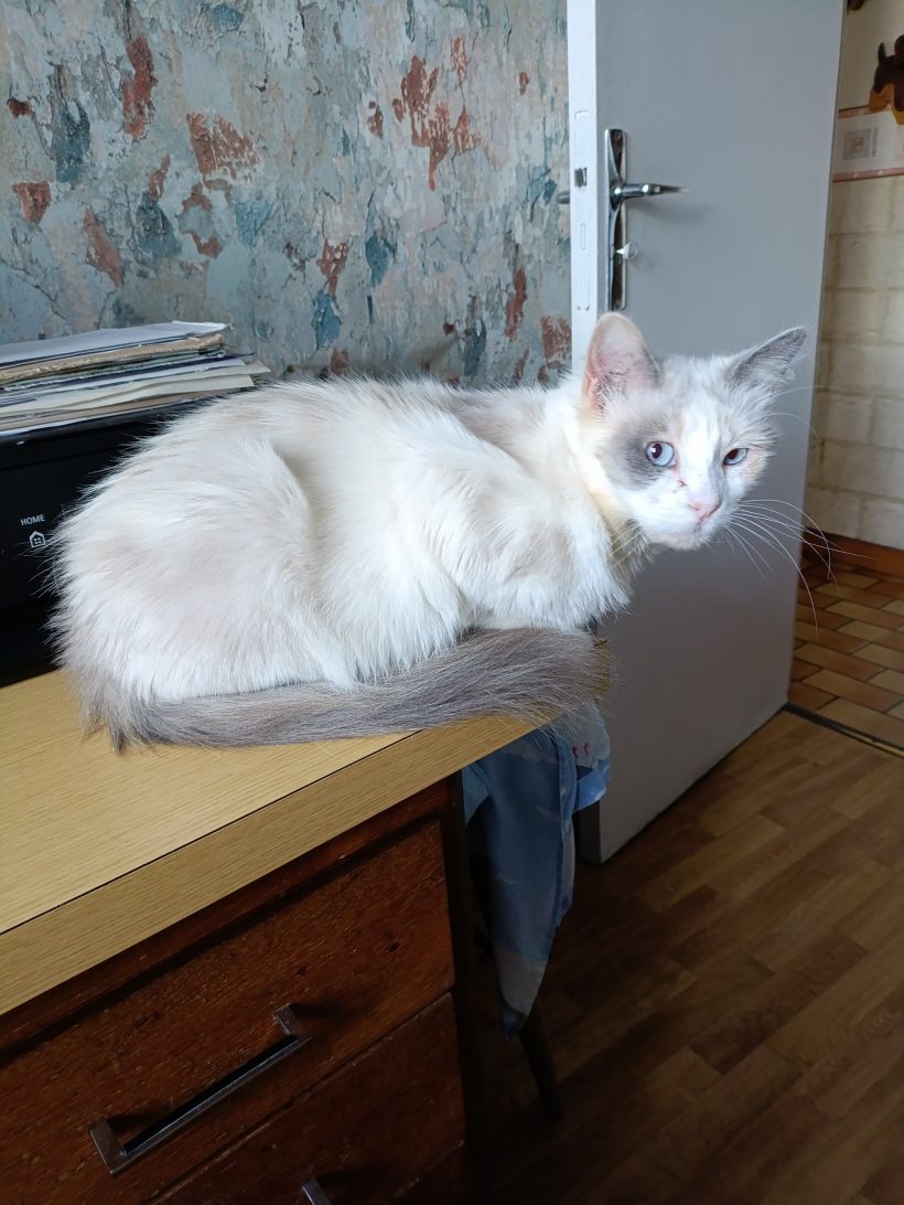 Neige