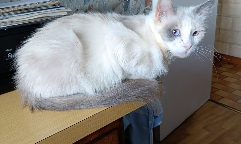 Neige