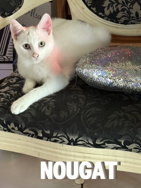 Nougat