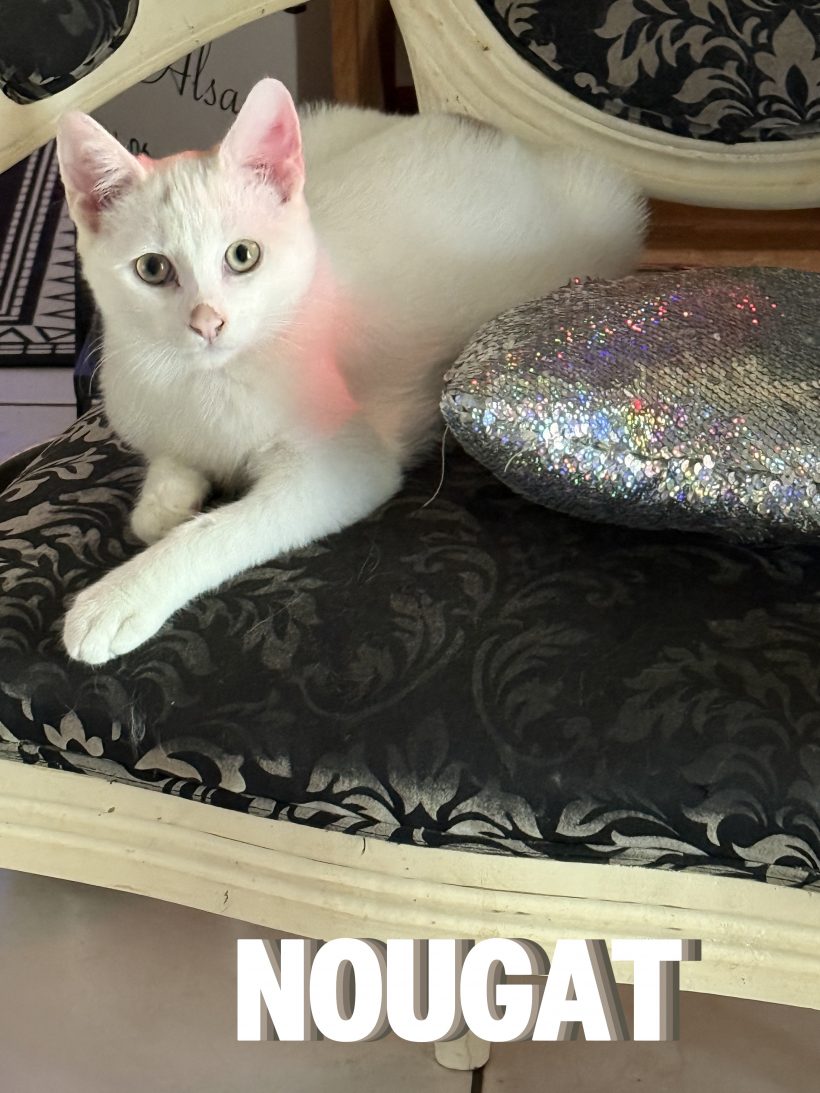 Nougat