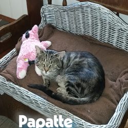 Papatte