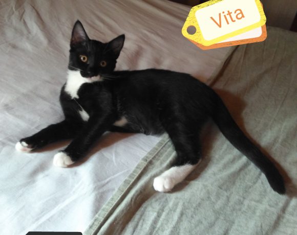 Vita Vita