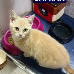 Safran