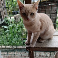 Abricot