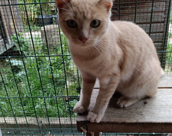 Abricot