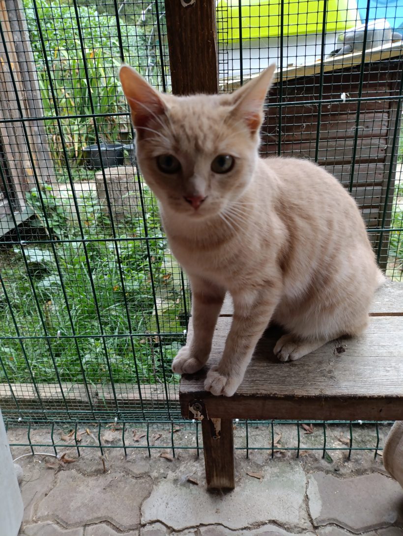Abricot