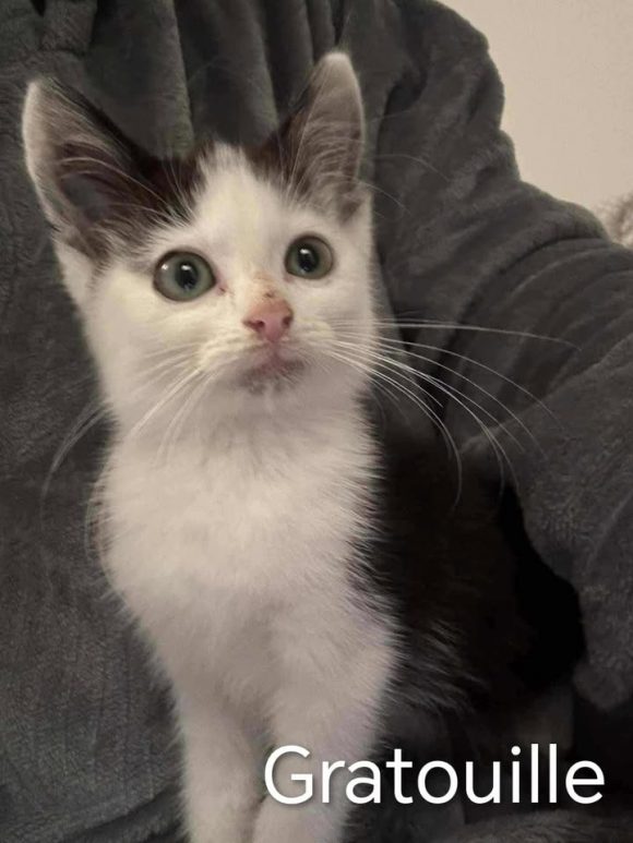 Gratouille