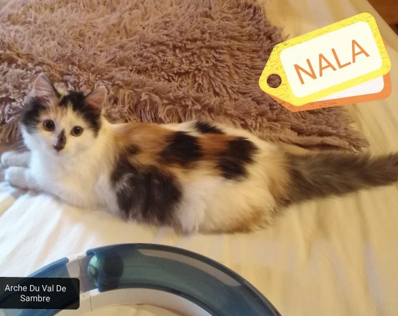 Nala