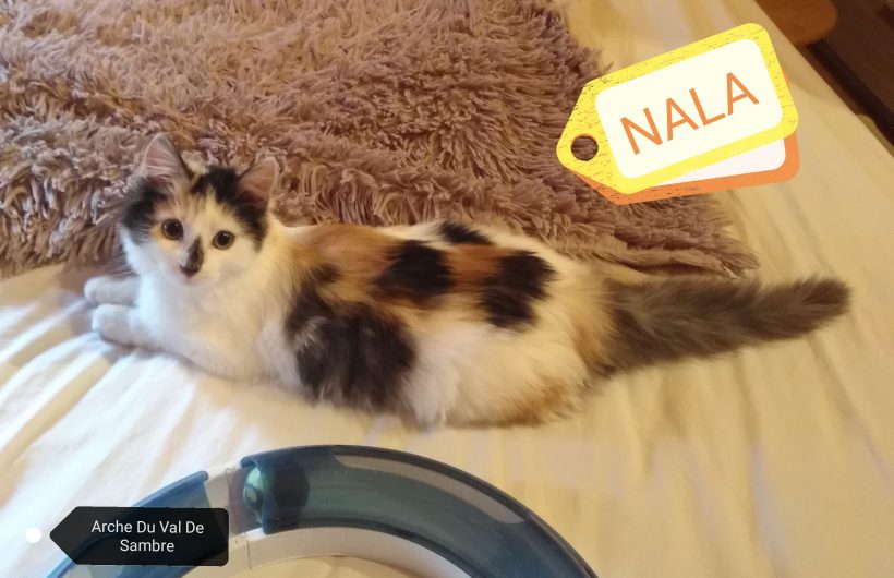 Nala