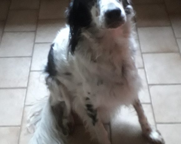 TAO de la plume en Pévèle