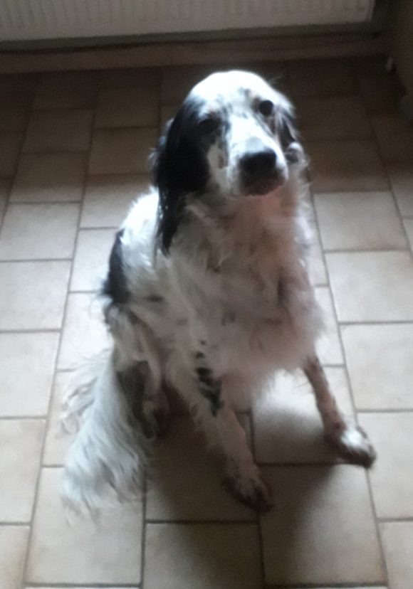 TAO de la plume en Pévèle