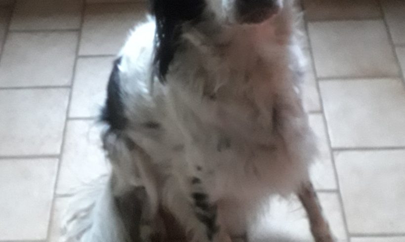 TAO de la plume en Pévèle