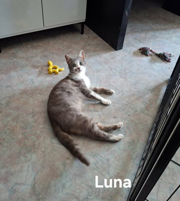 Luna