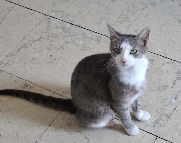 Stella