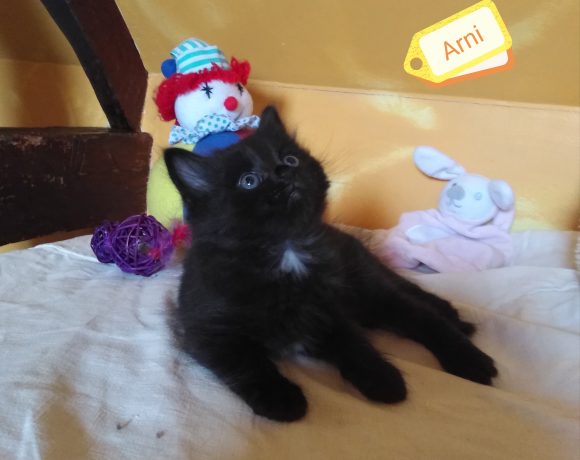 Arni