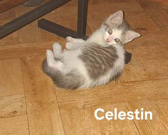 Célestin