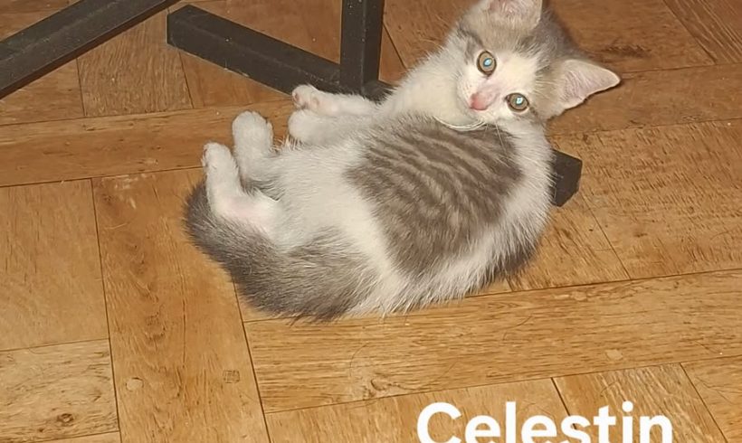 Célestin