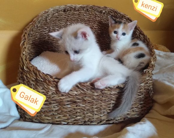 Galak & Kenzi