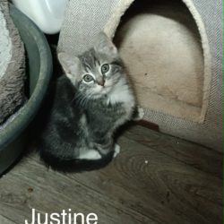 Justine