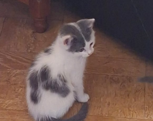 Lili