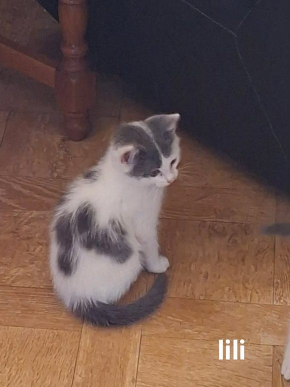 Lili