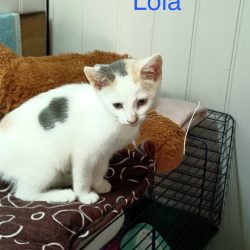 Lola