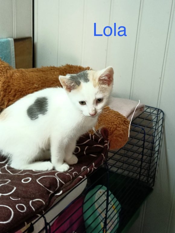 Lola