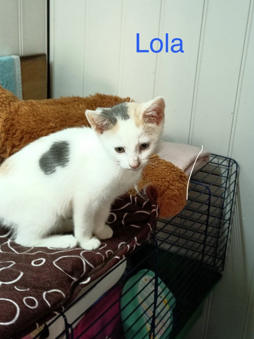Lola