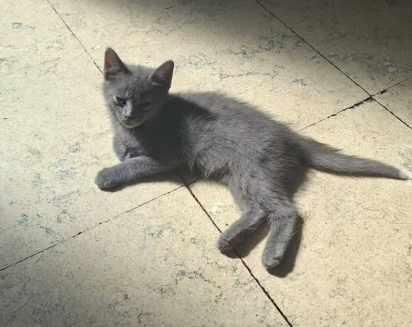 Shadow
