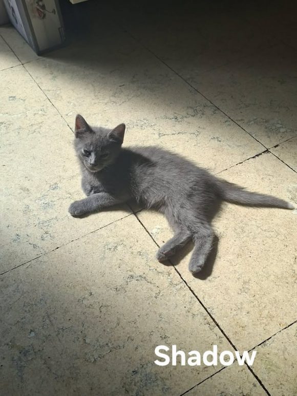 Shadow