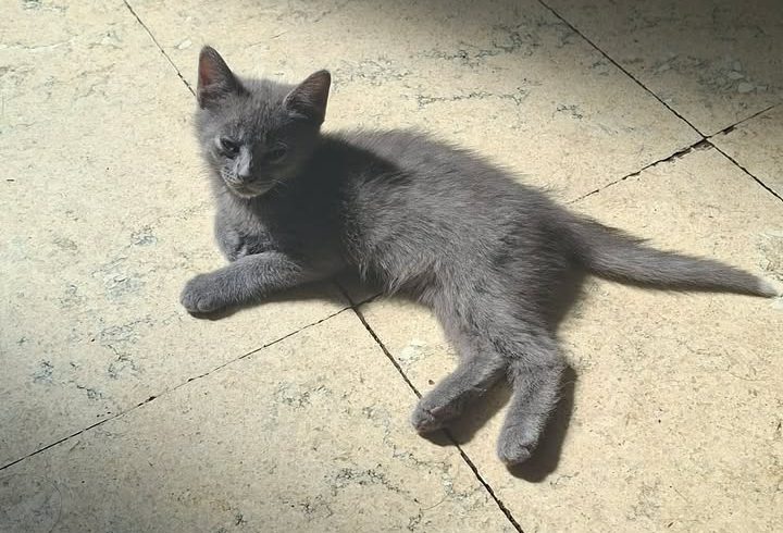 Shadow