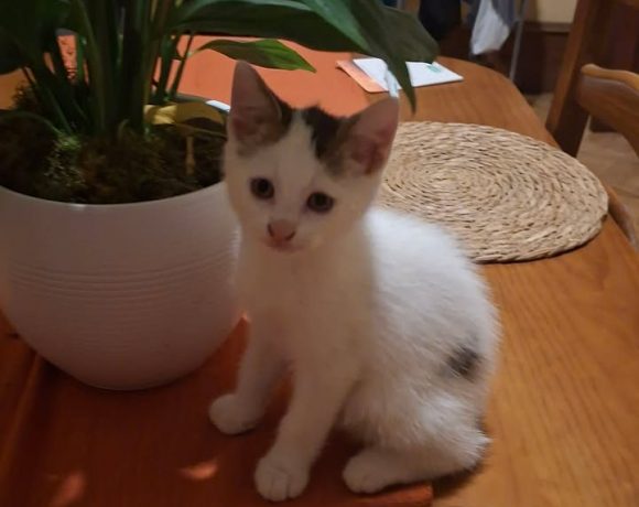 Simba
