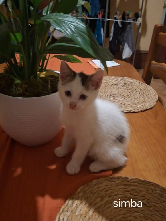 Simba