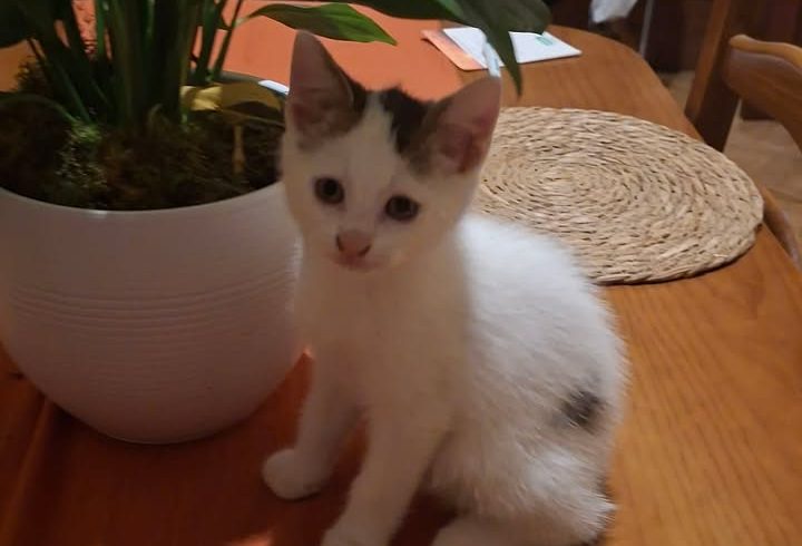 Simba