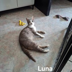 Luna