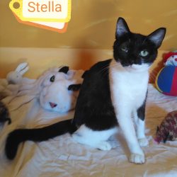 Stella