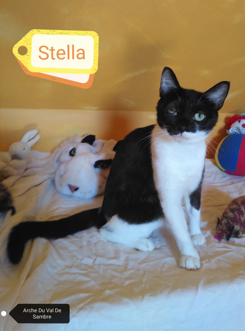 Stella