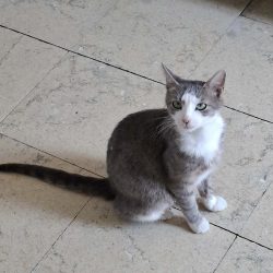 Stella
