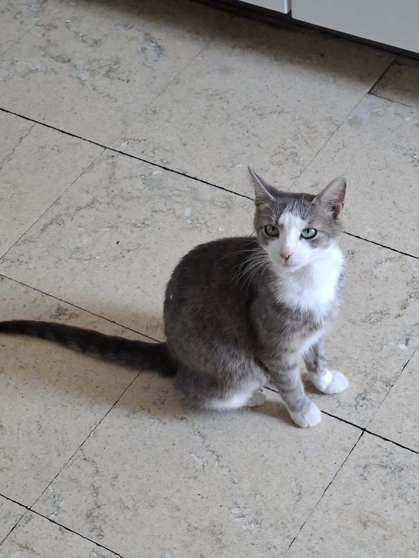 Stella